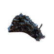 Sea Hare Sea Slug – Dolabella auricularia