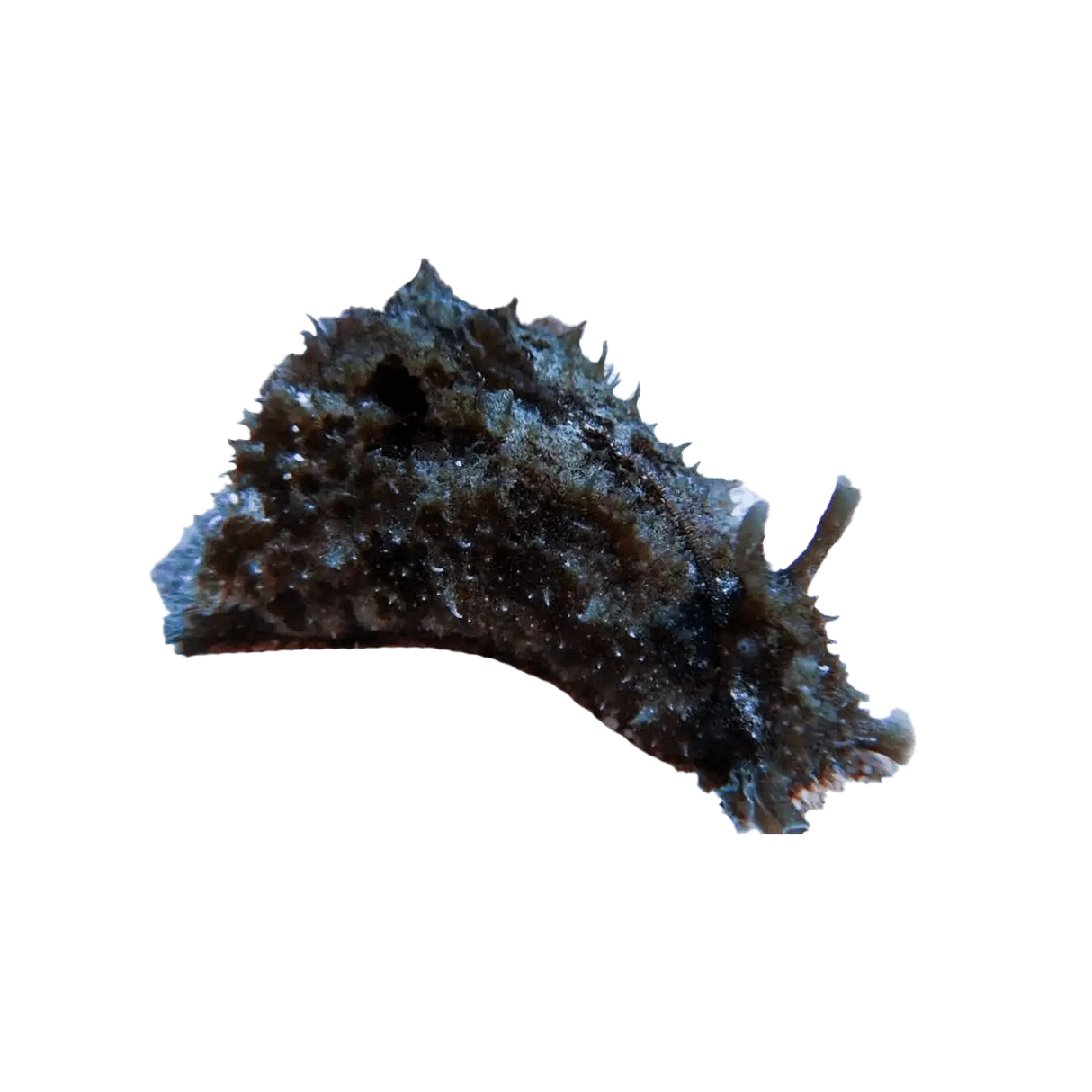Sea Hare Sea Slug – Dolabella auricularia