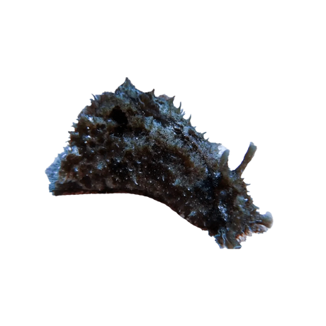 Sea Hare (Eats Hair Algae)