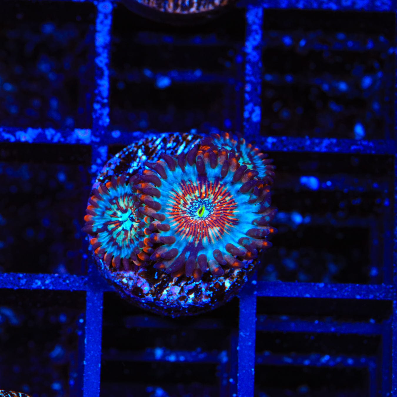 Seduction Zoanthids Coral