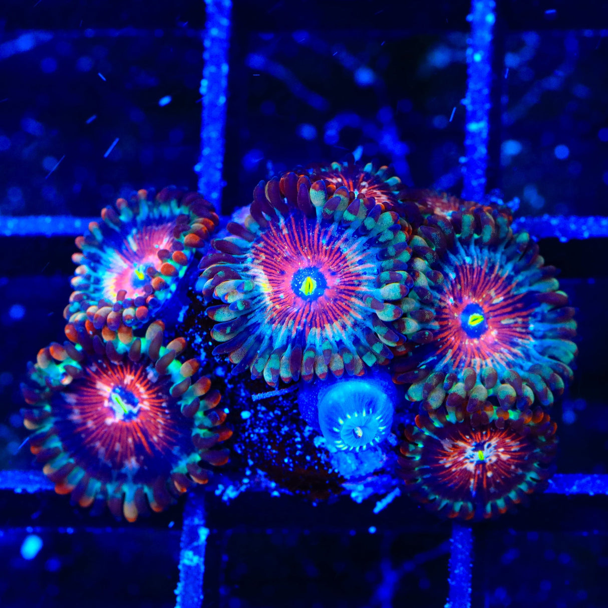 Seduction Zoanthids Coral