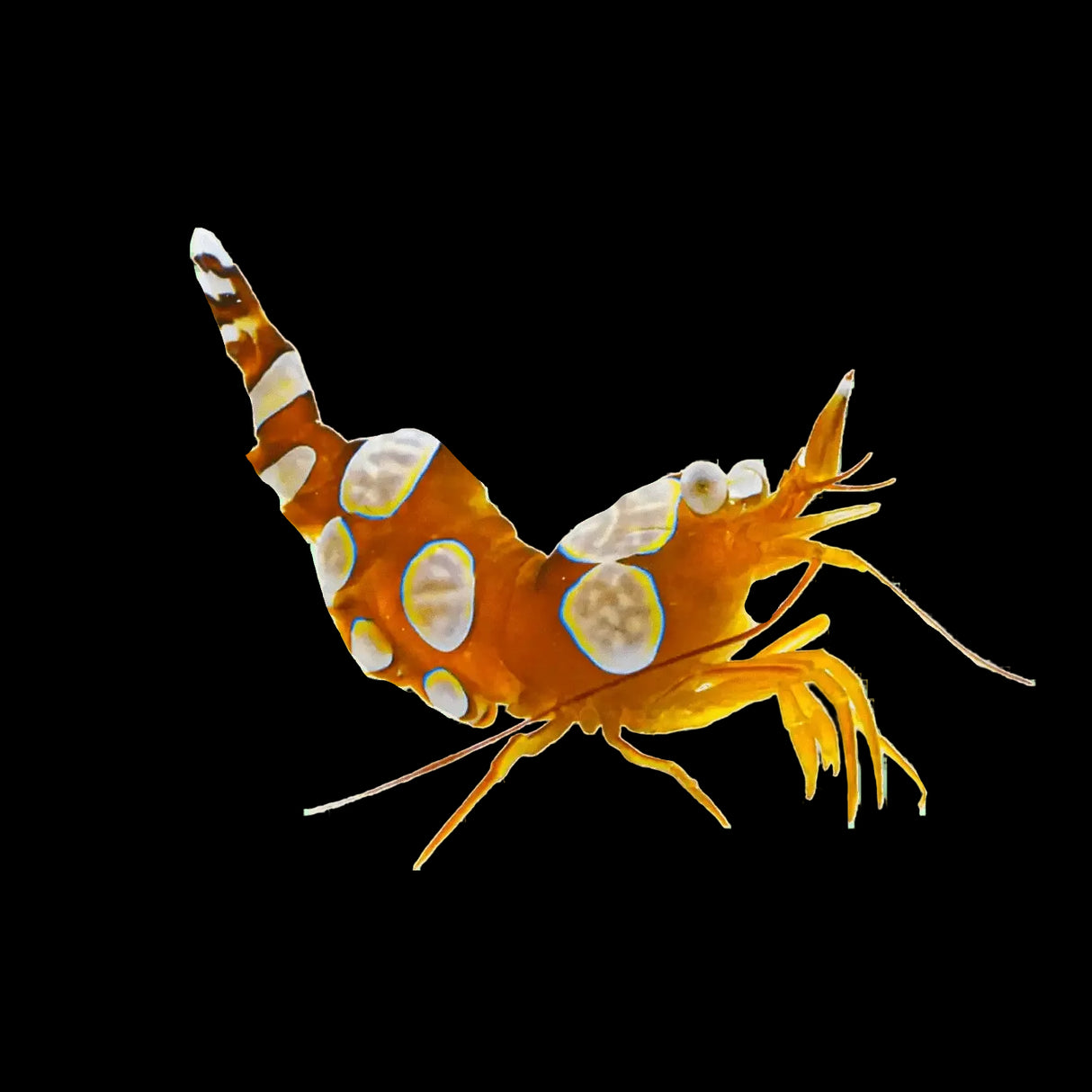 Sexy Anemone Shrimp – Thor amboinensis