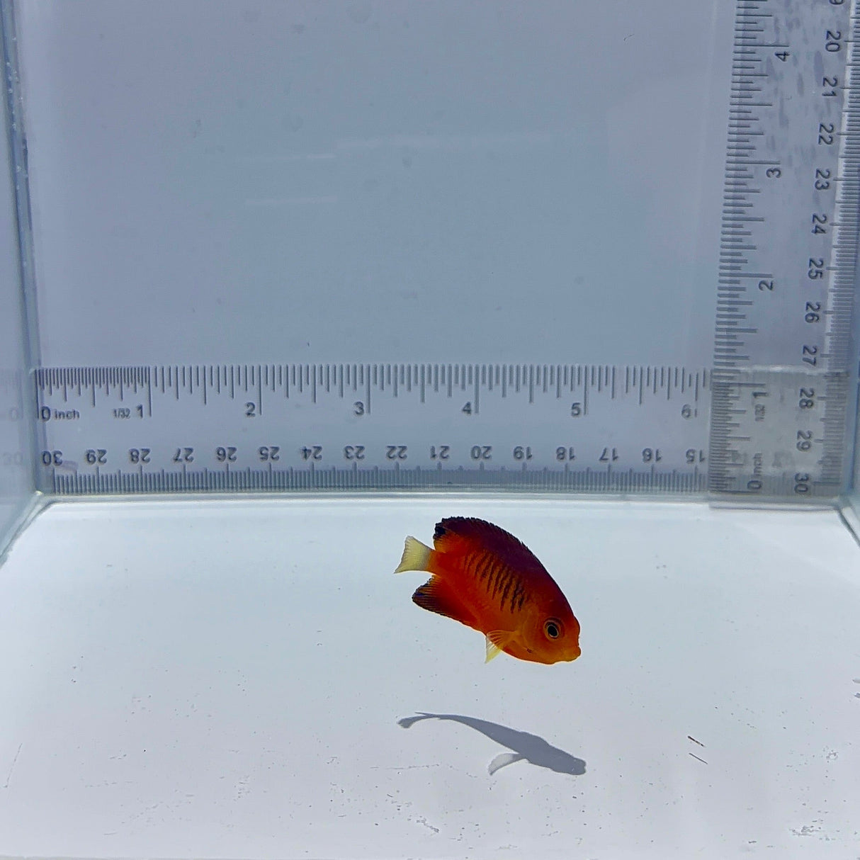 Shepardi Angel Fish Regular