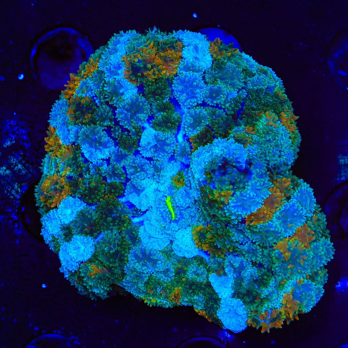 Simba Persian Rug Mushroom Coral