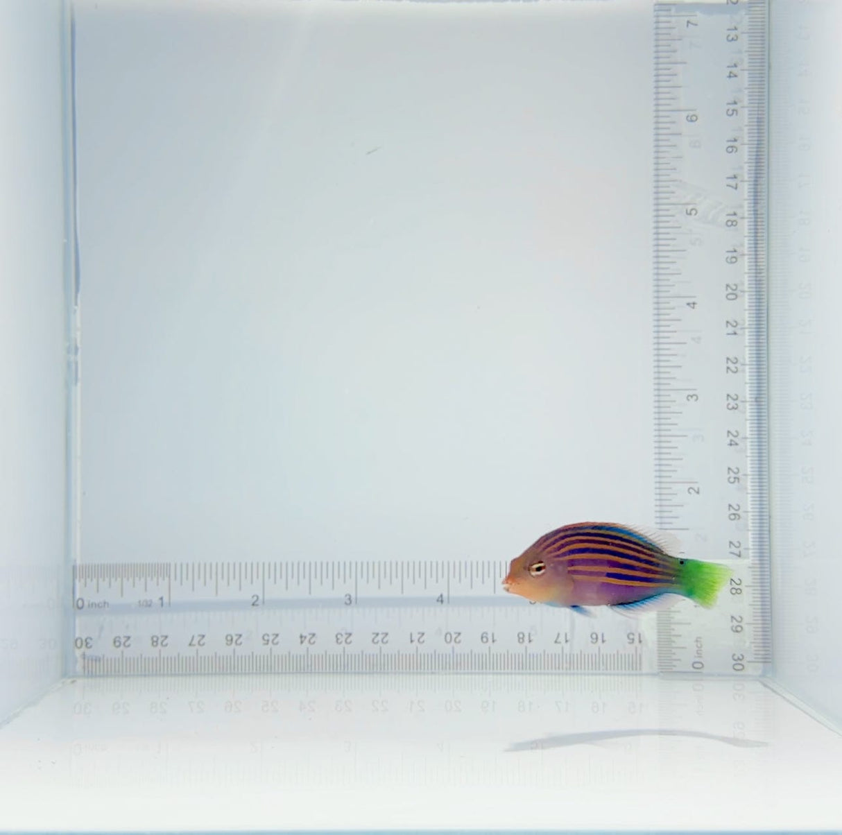 Six Line Wrasse Fish