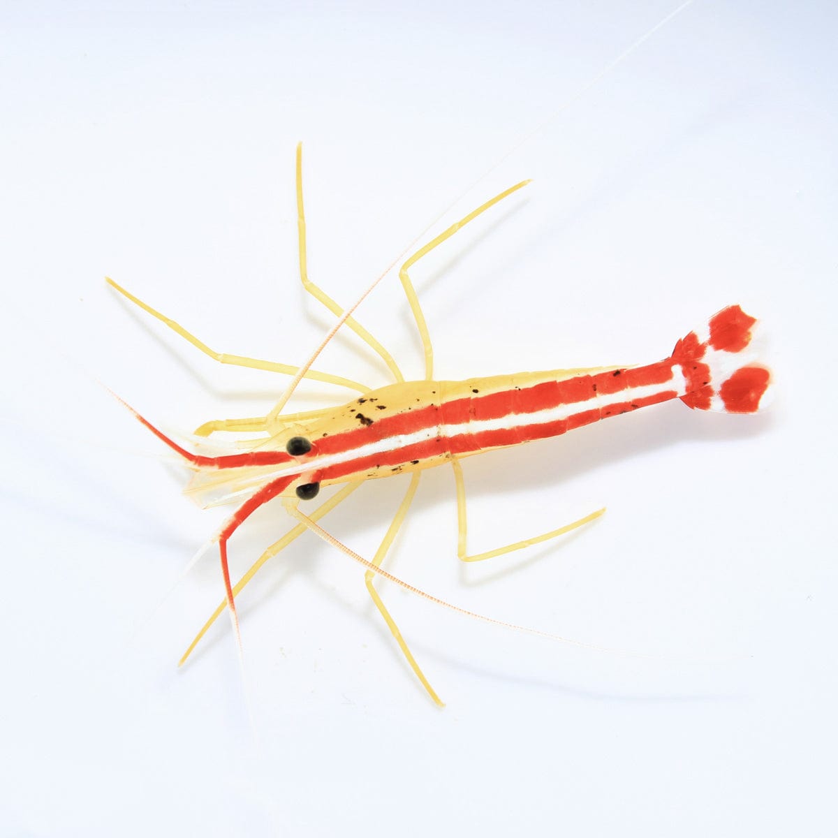 Skunk Cleaner Shrimp – Lysmata amboinensis