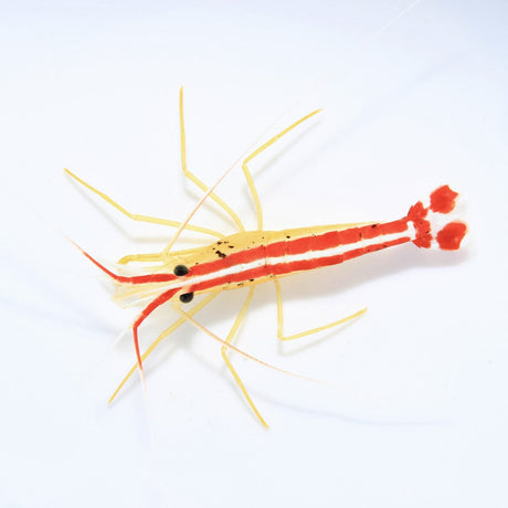 Skunk Cleaner Shrimp – Lysmata amboinensis