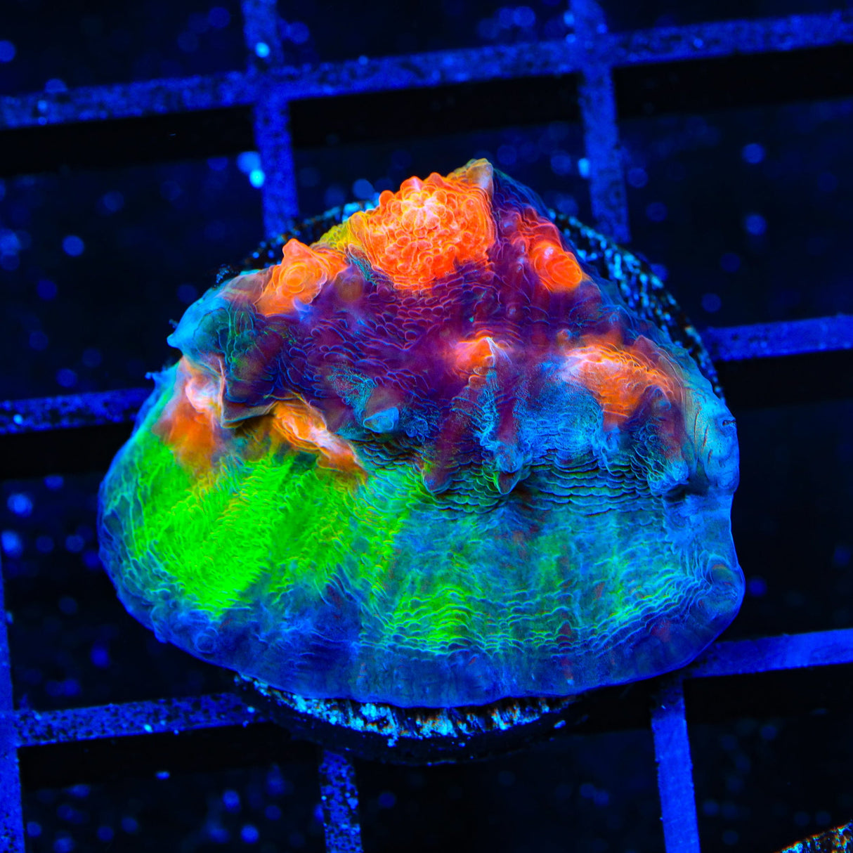 Space Ballz Chalice Coral