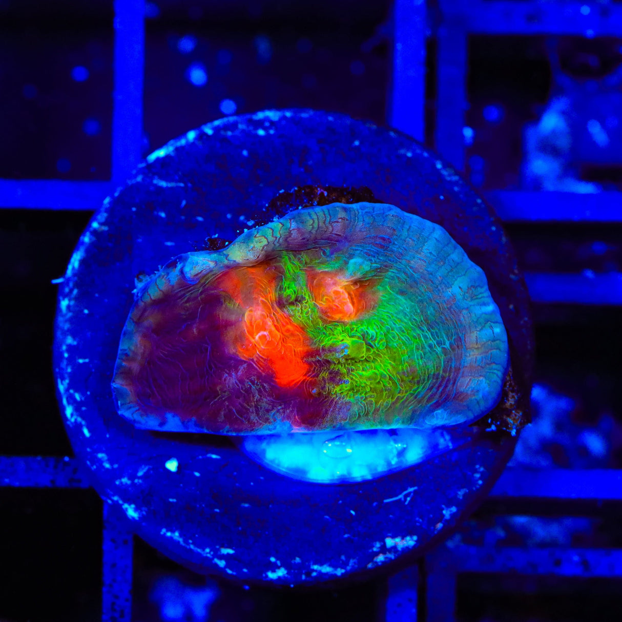 Space Ballz Chalice Coral