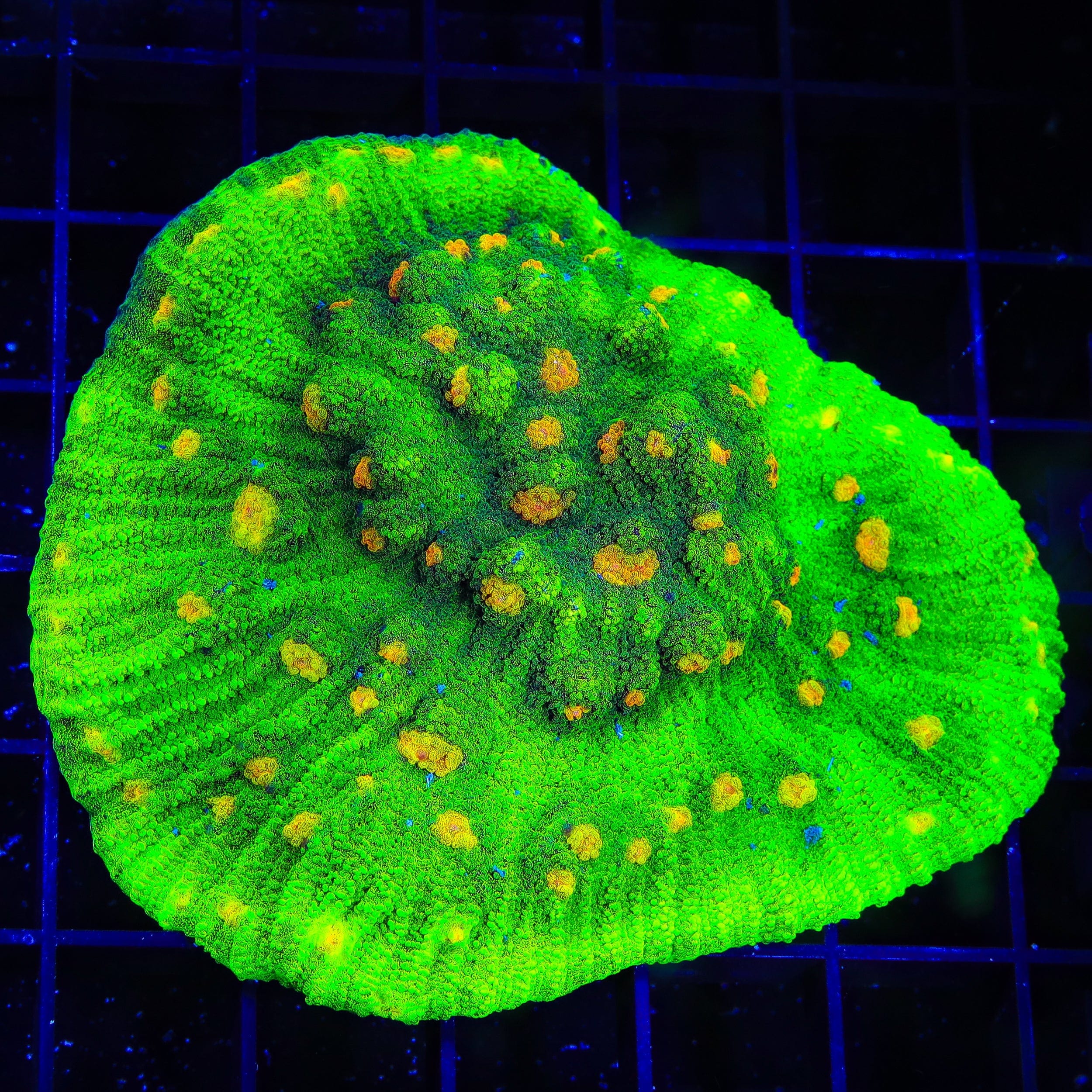 Space Invader Chalice Colony Coral
