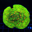 Space Invader Chalice Colony Coral