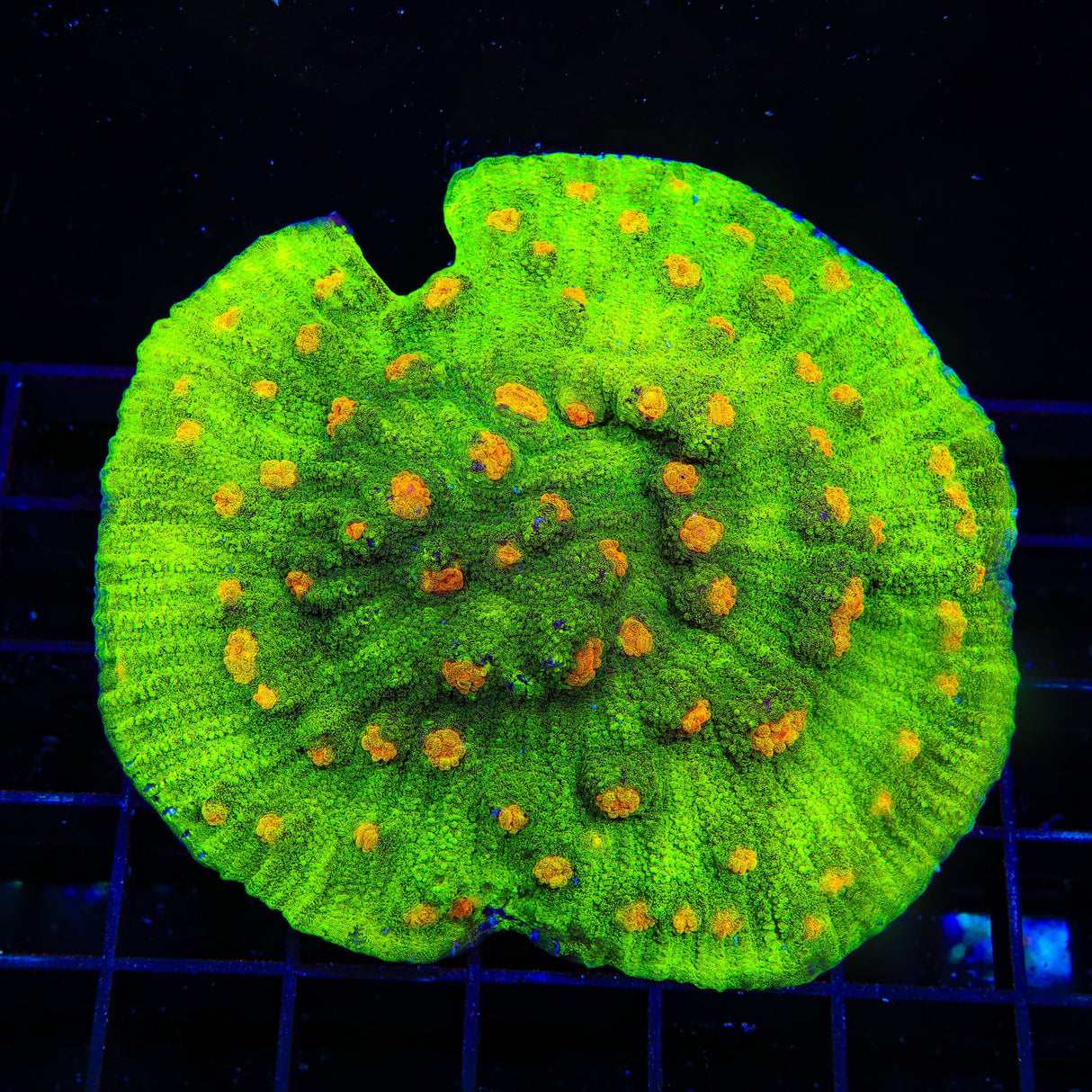 Space Invader Chalice Colony Coral