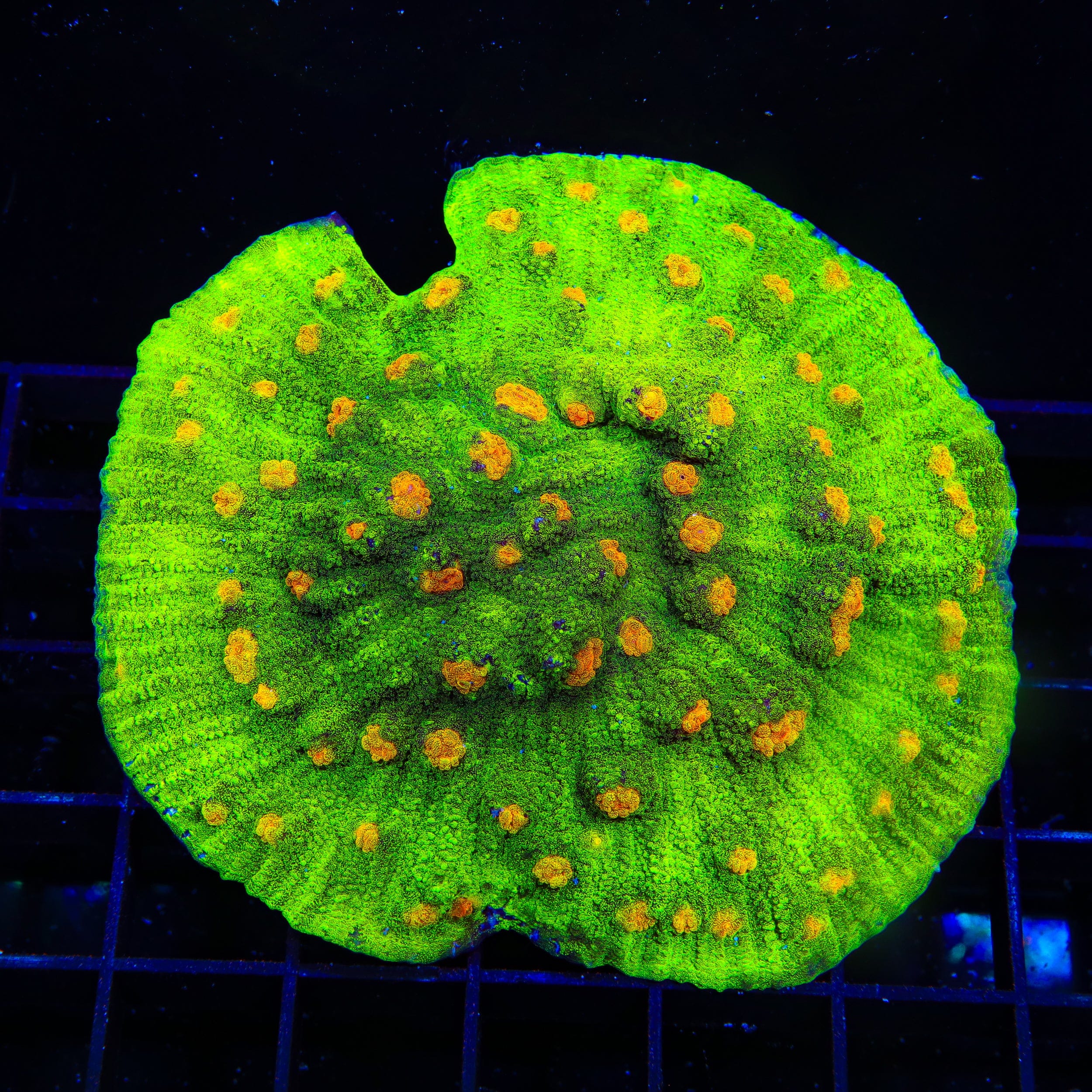 Space Invader Chalice Colony Coral