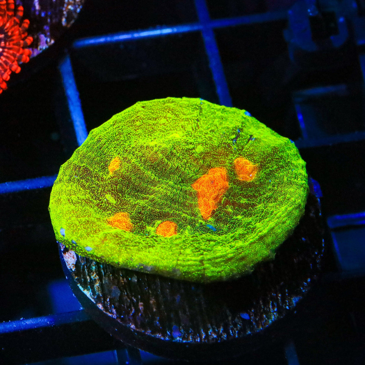Space Invader Chalice Coral