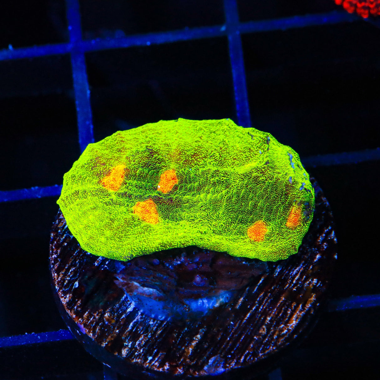 Space Invader Chalice Coral