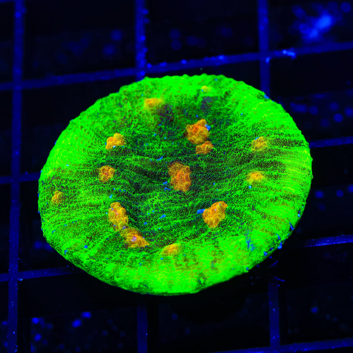 Space Invader Chalice Coral