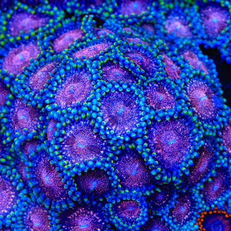 Space Monster Zoanthids Coral