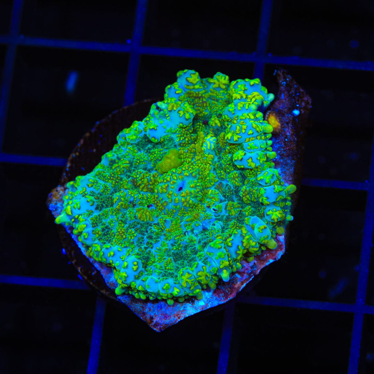 Space Walk Rhodactis Mushroom Coral