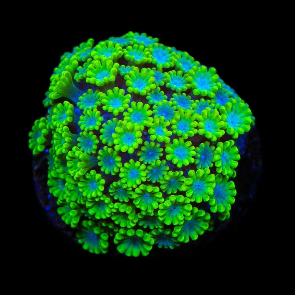 Spearmint Alveopora Coral