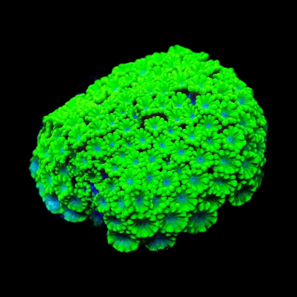 Spearmint Alveopora Coral