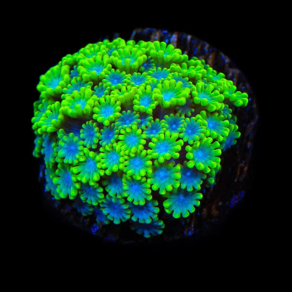 Spearmint Alveopora Coral