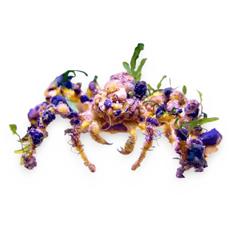 Spider Decorator Crab – Camposcia retusa