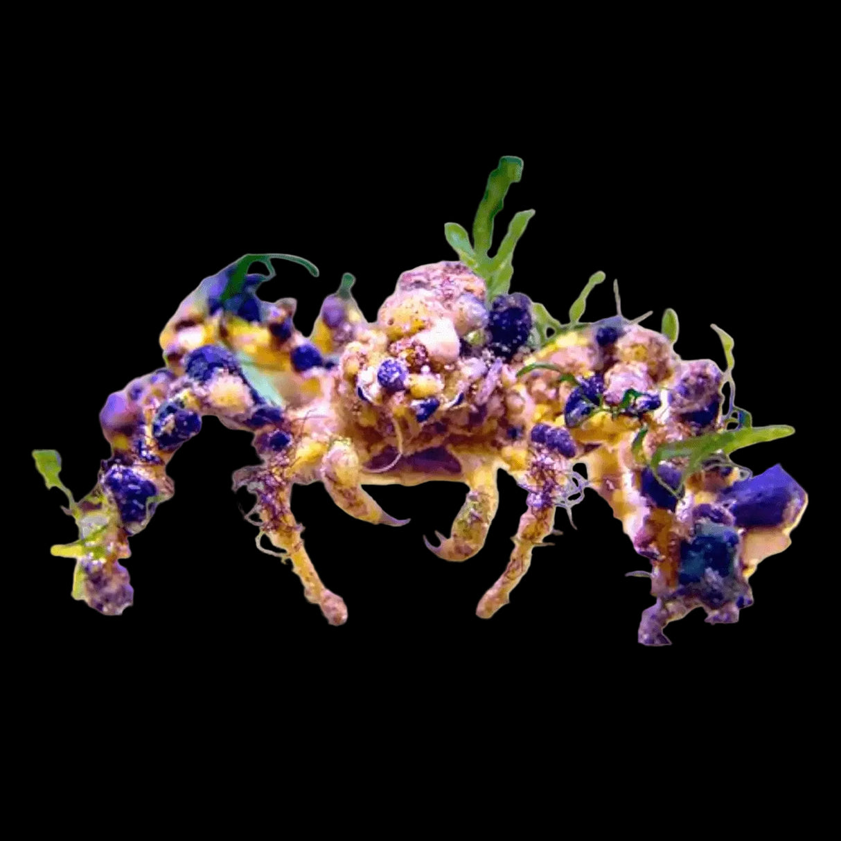 Spider Decorator Crab – Camposcia retusa