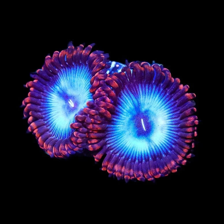 Spiderman Zoanthids Coral