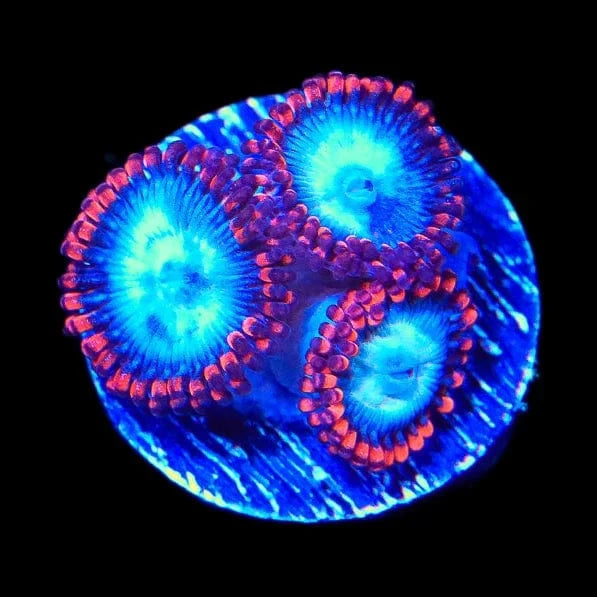 Spiderman Zoanthids Coral