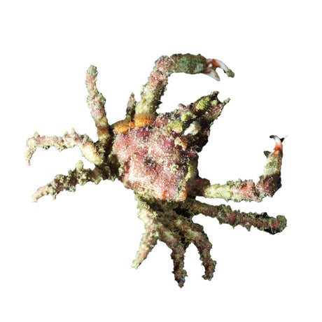 Sponge Decorator Crab – Dromia sp.