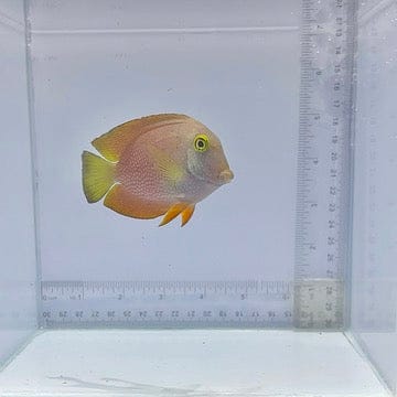 Squaretail Bristletooth Tang (Ctenochaetus truncatus)