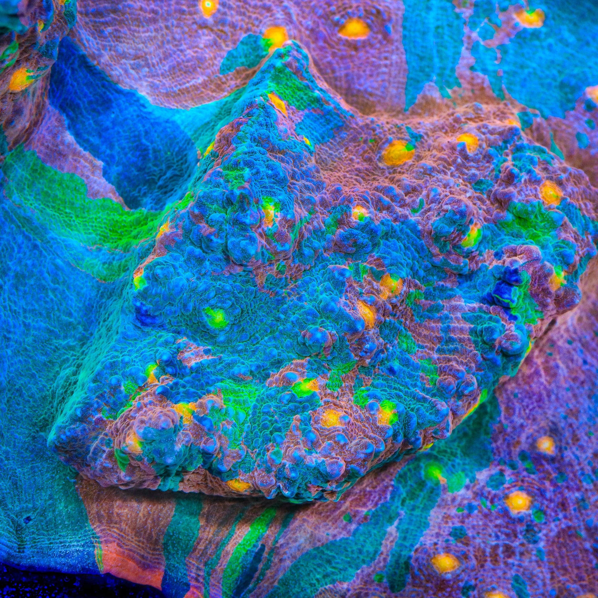 Stained Glass Chalice Coral