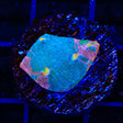 Stained Glass Chalice Coral