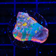 Stained Glass Chalice Coral