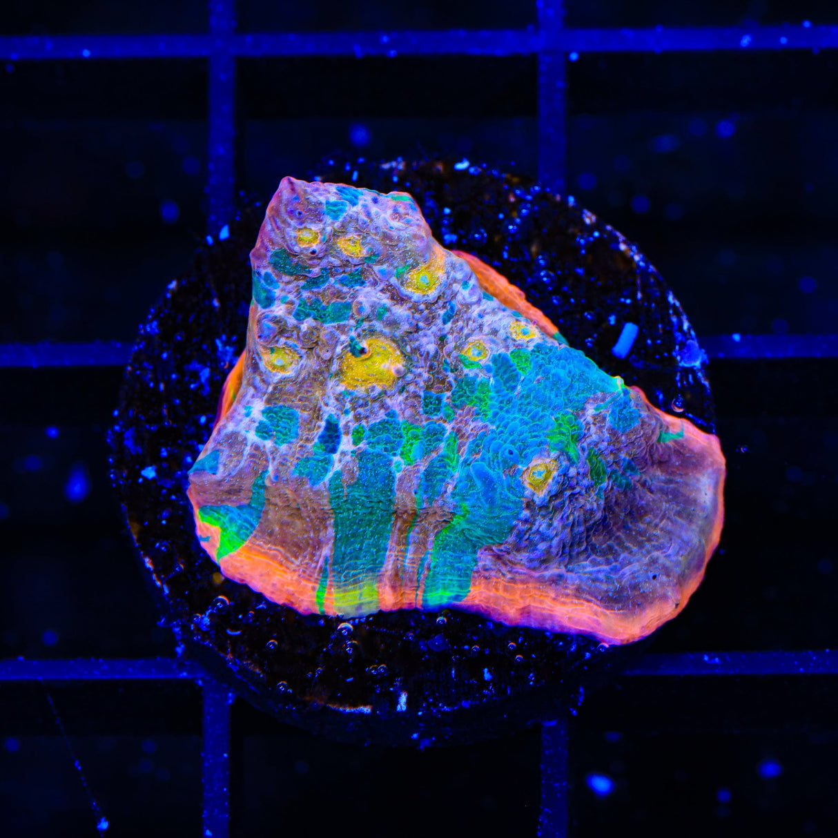 Stained Glass Chalice Coral