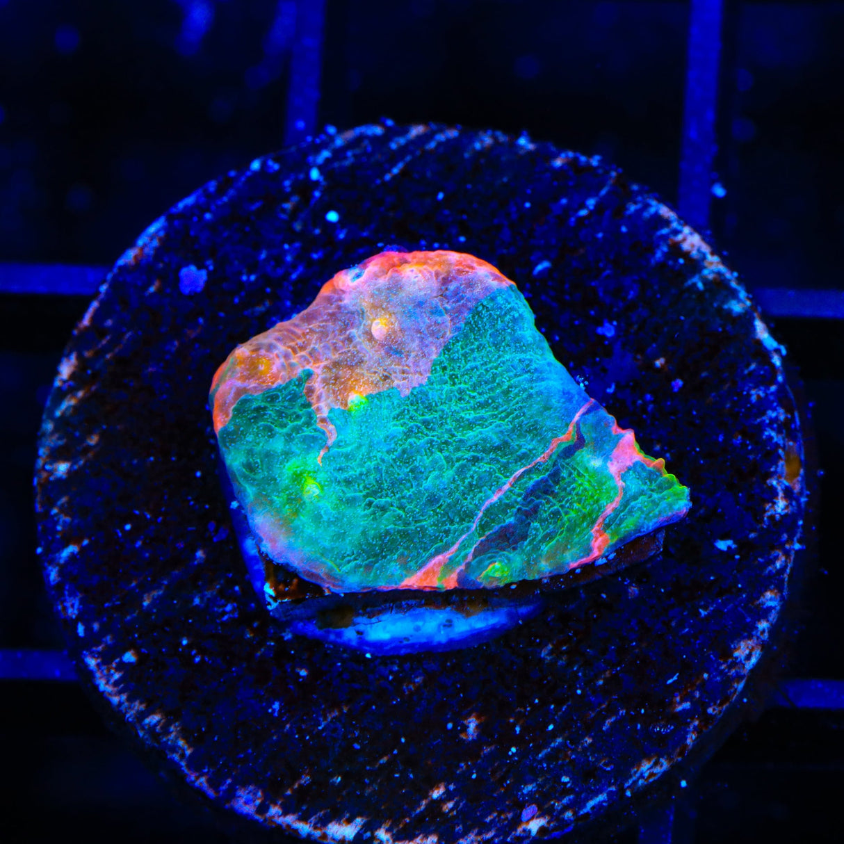 Stained Glass Chalice Coral