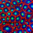 Star Foxx Zoanthids Coral