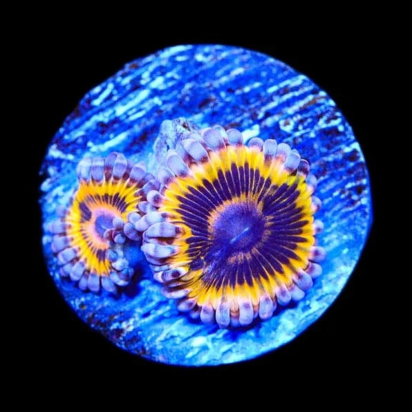 Stratocaster Zoanthids Coral
