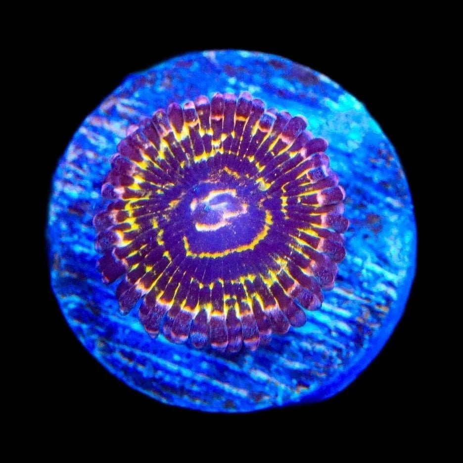 Exosphere Zoanthids main image 1