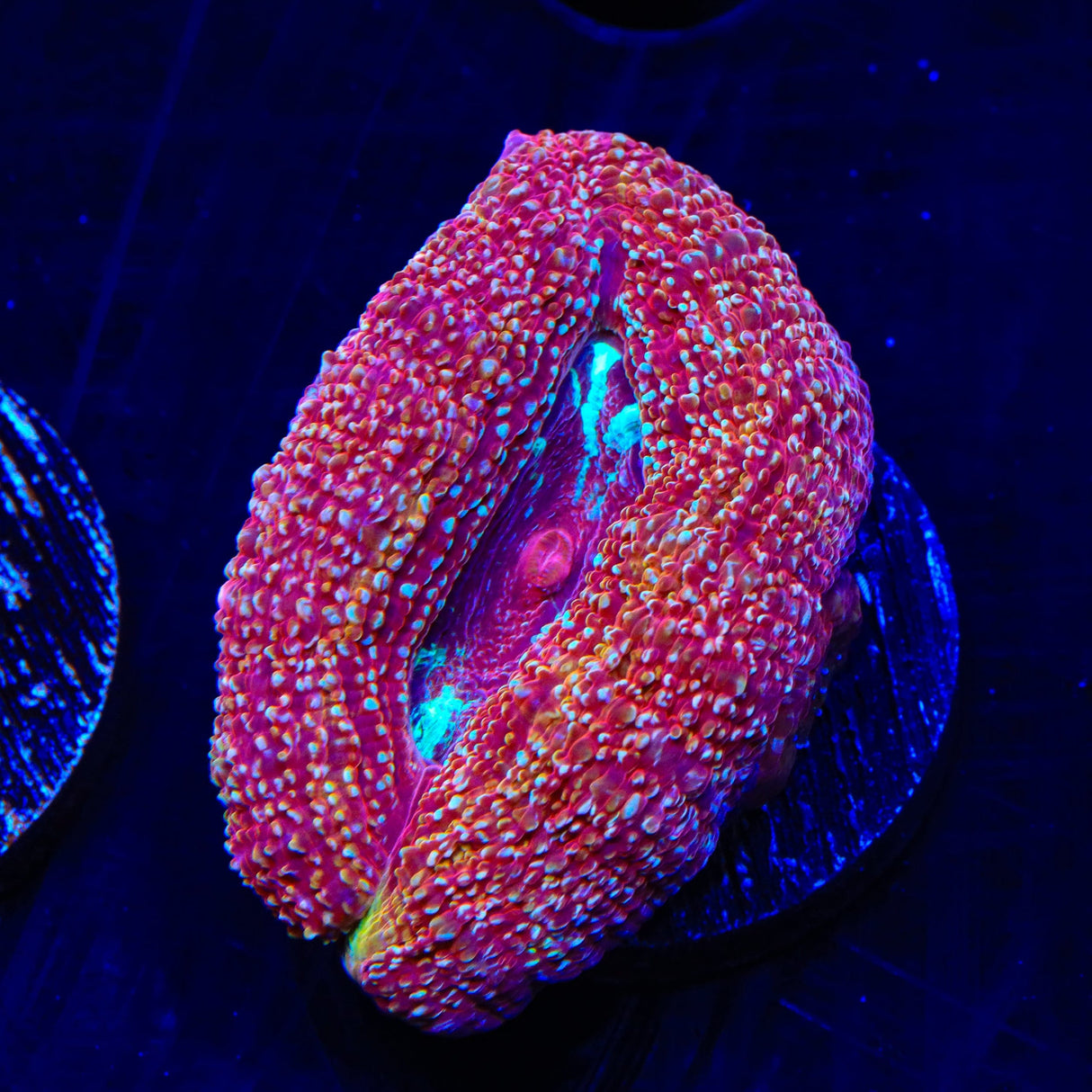 Strawberry Bowerbankii Coral