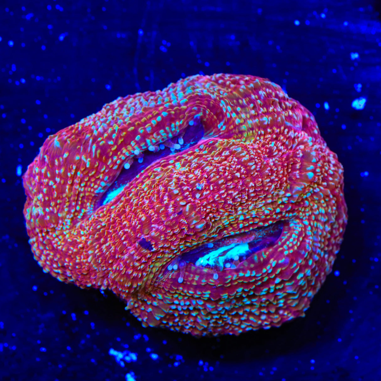 Strawberry Bowerbankii Coral