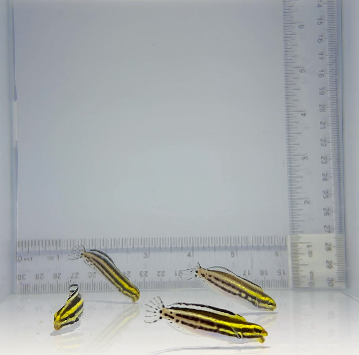 Striped Blenny Fish