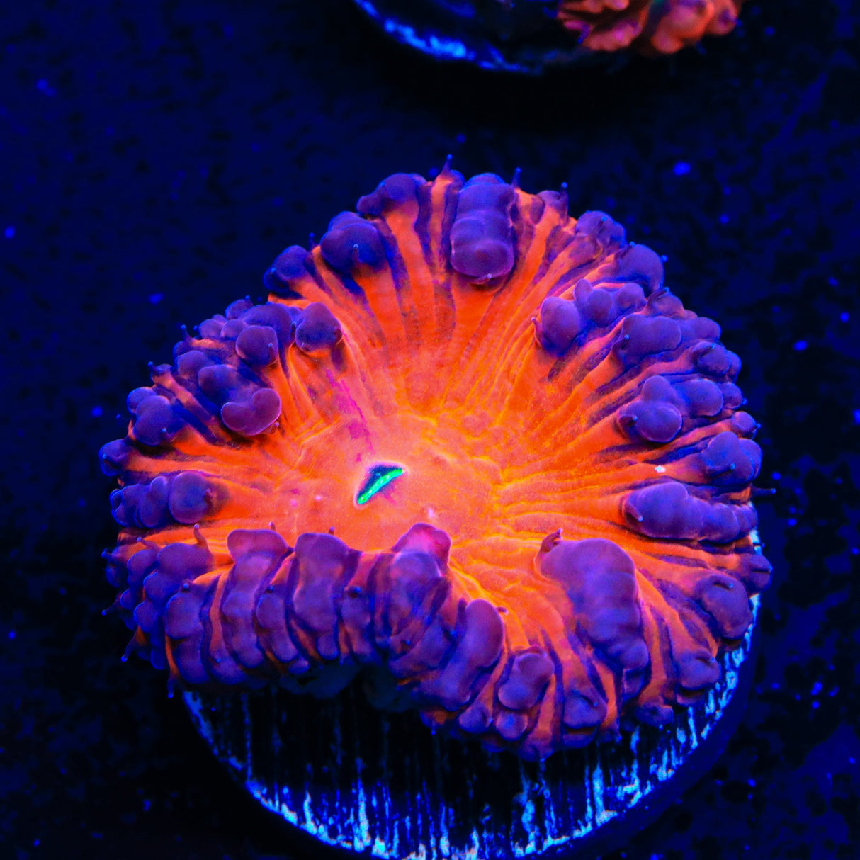 Sucker Punch Blastomussa Coral