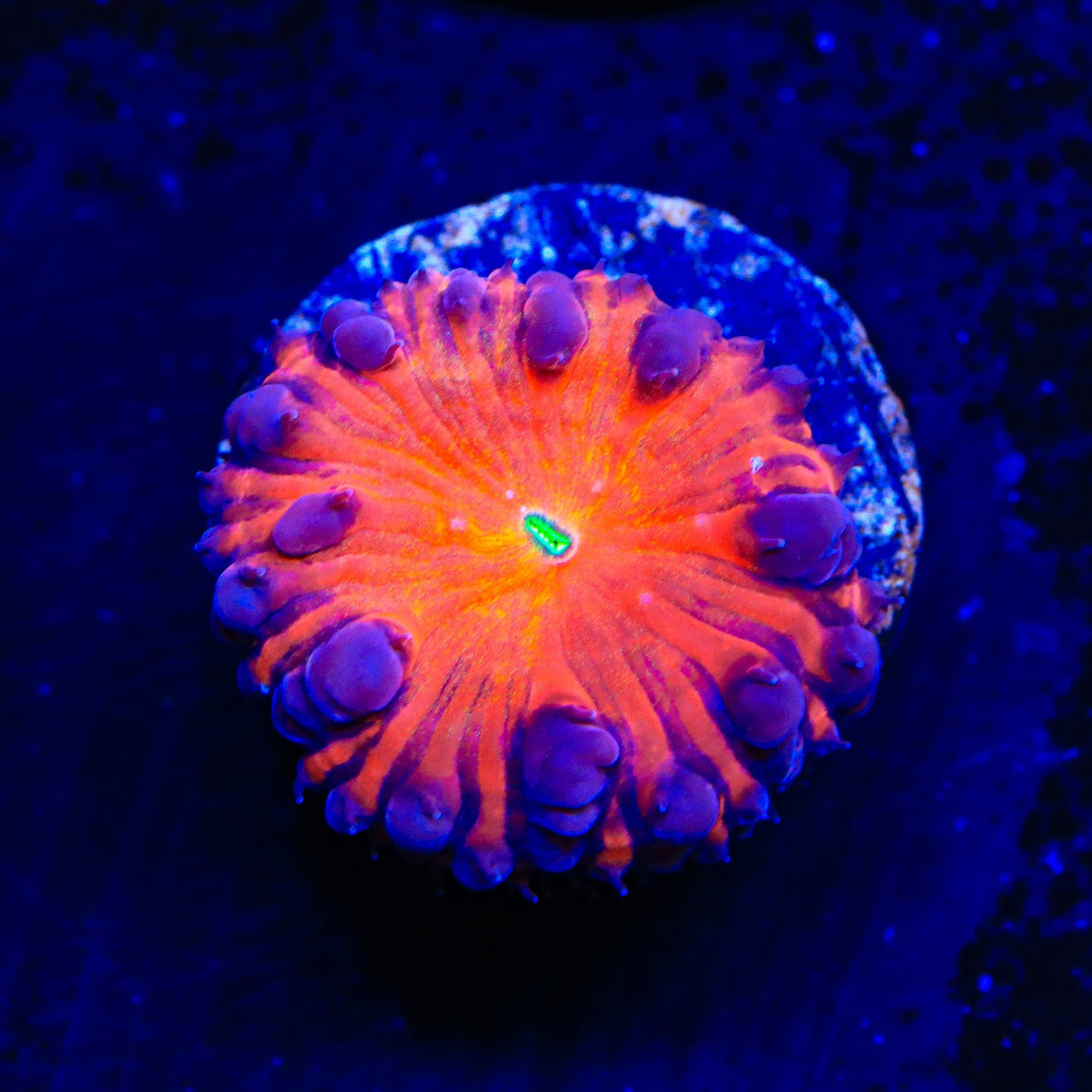 Sucker Punch Blastomussa Coral
