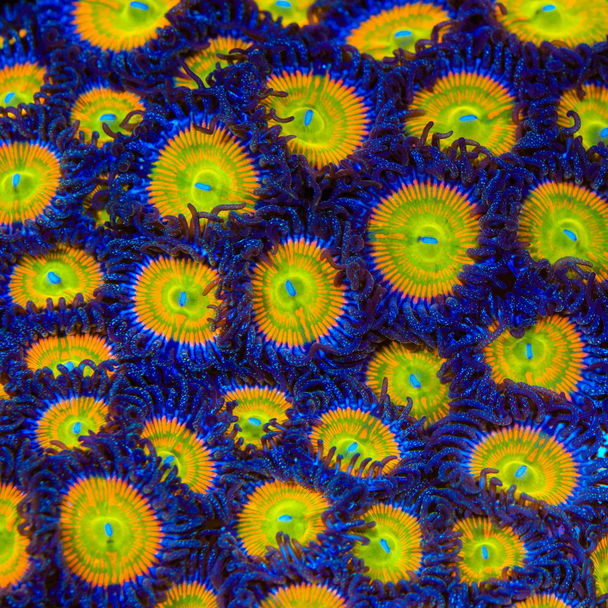 Sunny D Zoanthids Coral