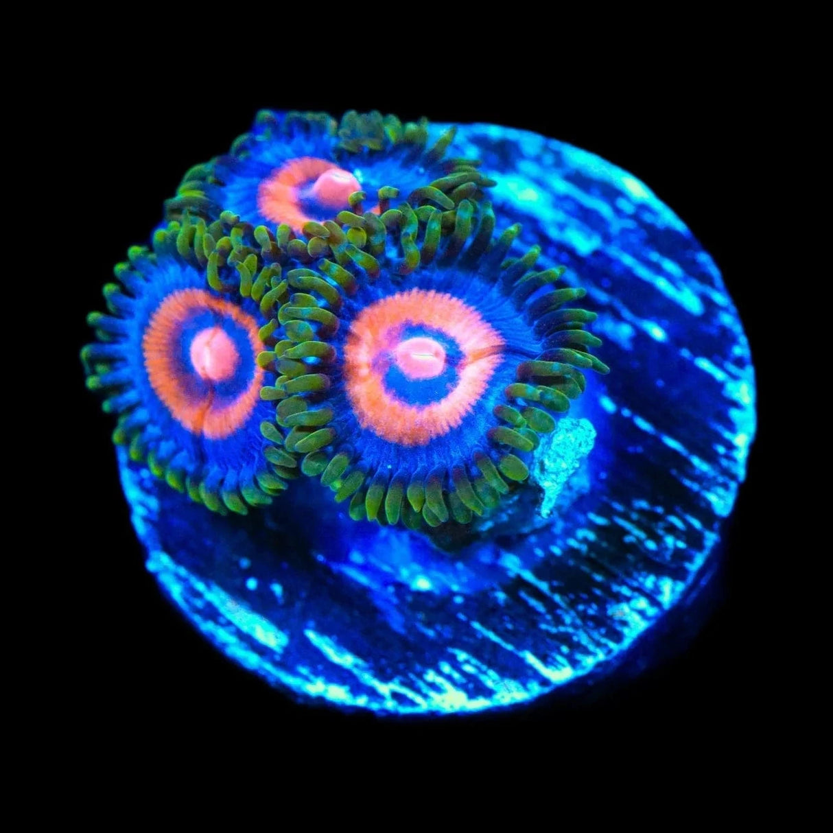 Supergirls Zoanthids Coral