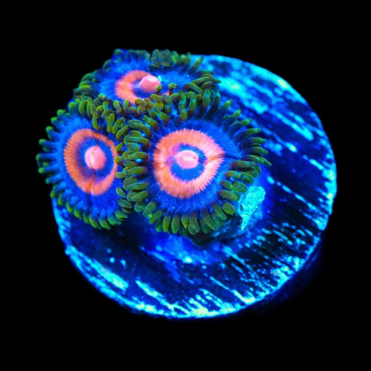 Supergirls Zoanthids Coral
