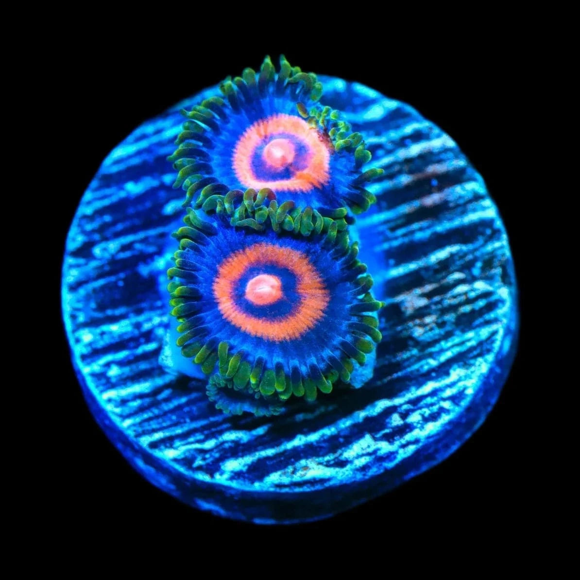 Supergirls Zoanthids Coral