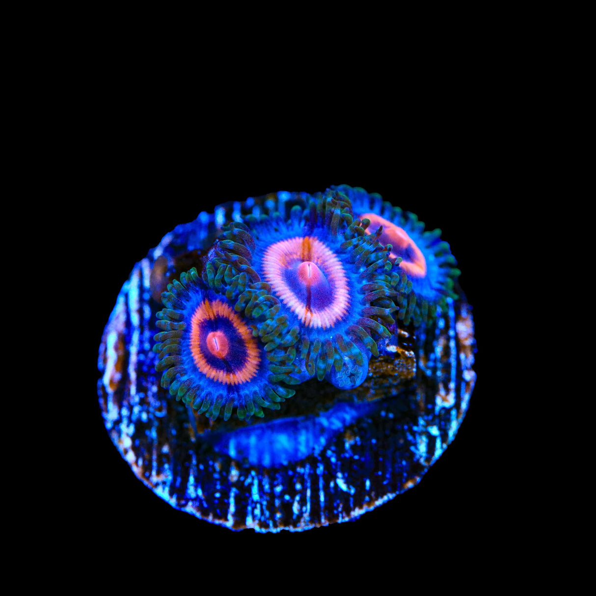 Supergirls Zoanthids Coral