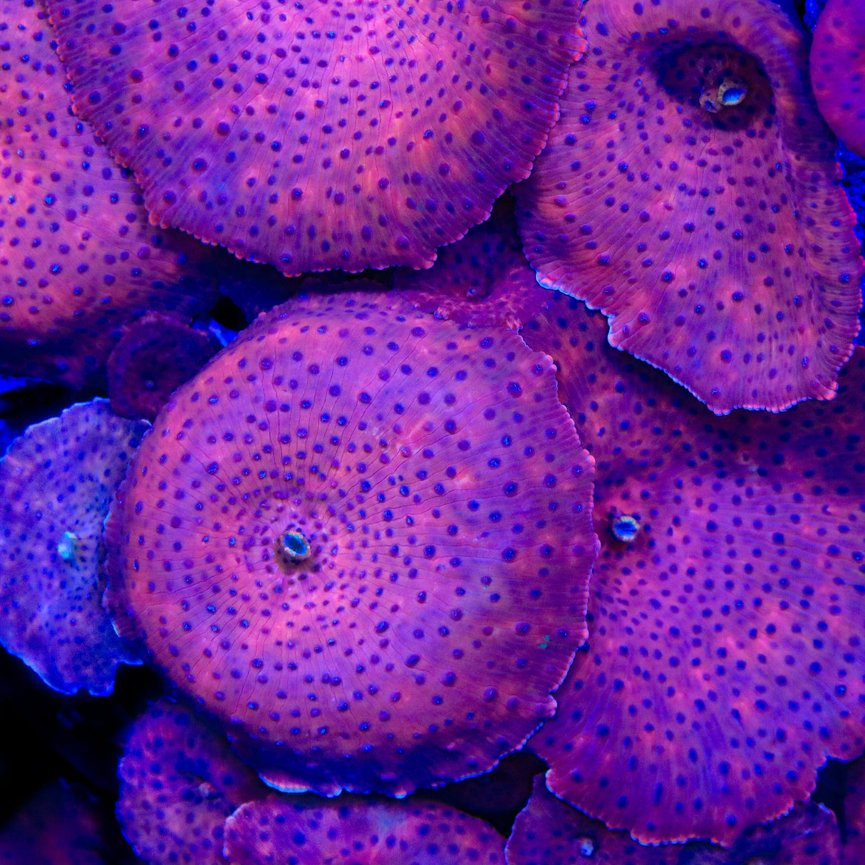 Superman Discosoma Mushroom Coral